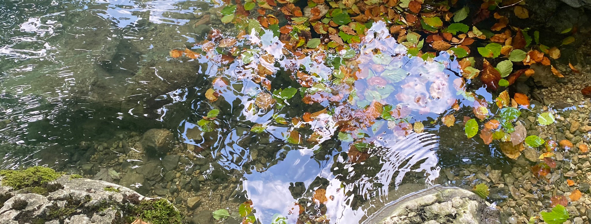 slider-04-blaetter-auf-wasser